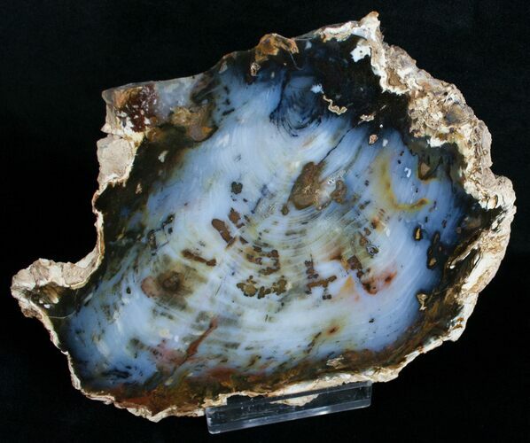 Brilliant Hubbard Basin Petrified Wood Slab - #6260
